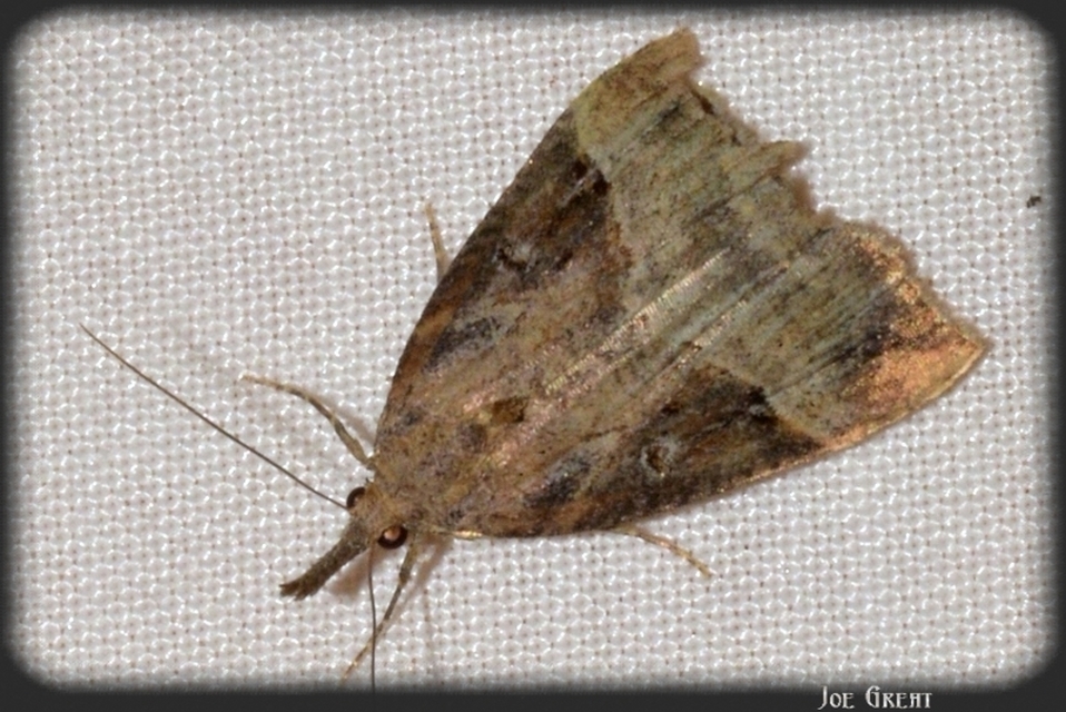 Hypena rostralis - közönséges karcsúbagoly