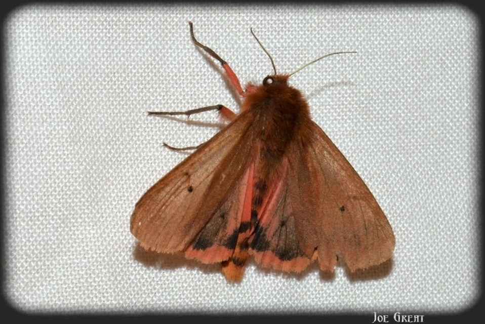 Phragmatobia fuliginosa - füstös medvelepke