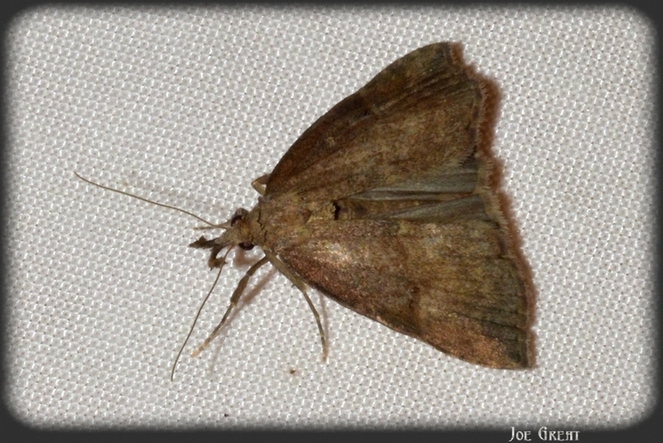 Hypena rostralis - közönséges karcsúbagoly