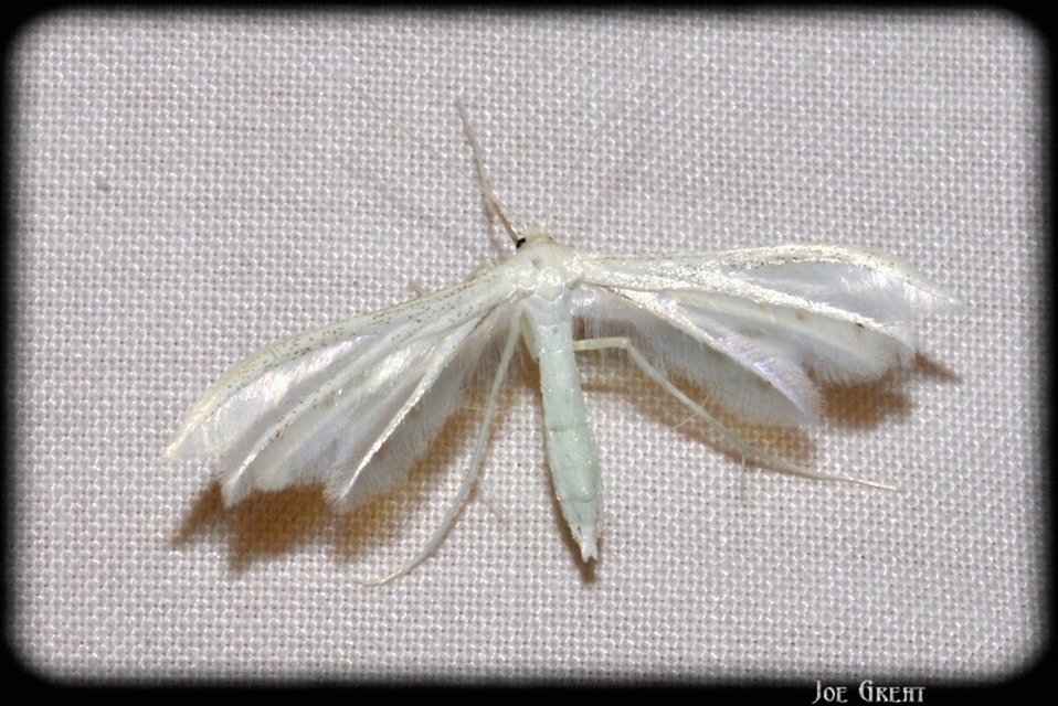 Pterophoridae - tollasmolyfélék