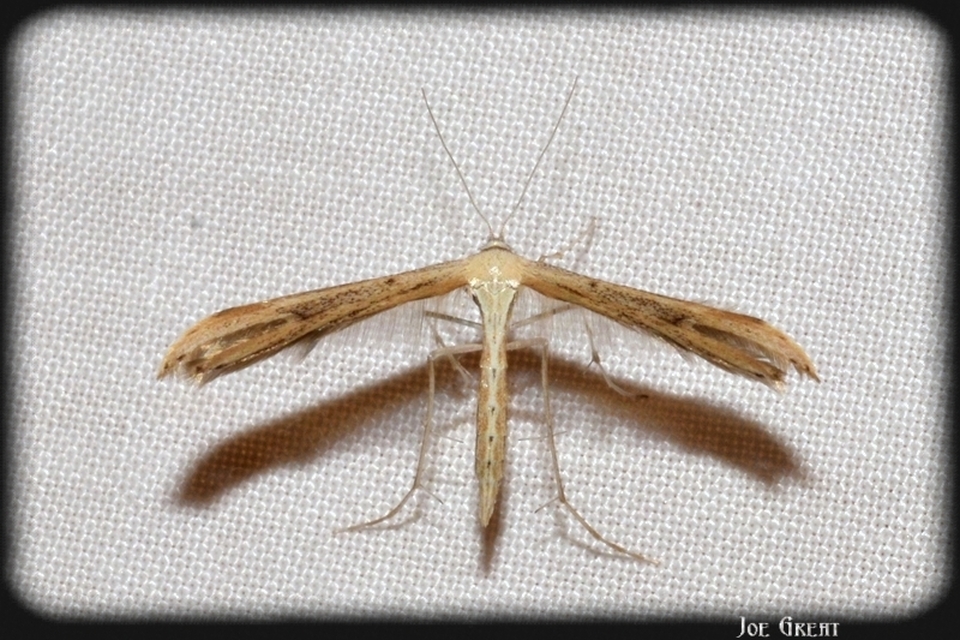 Pterophoridae - tollasmolyfélék