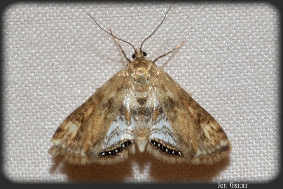 Cataclysta lemnata - békalencsemoly