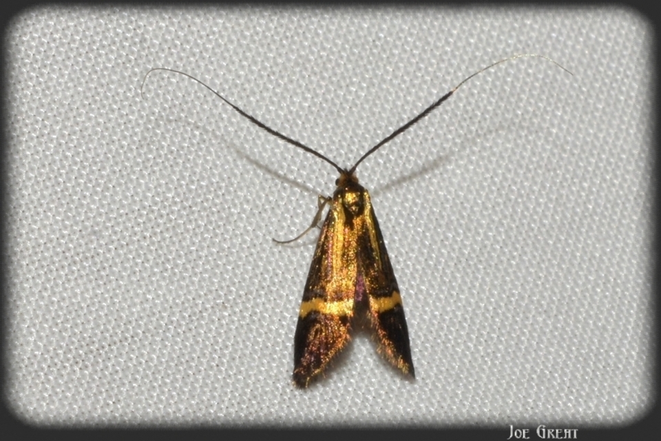 Adelidae - hosszúcsápú-tőrösmolyfélék