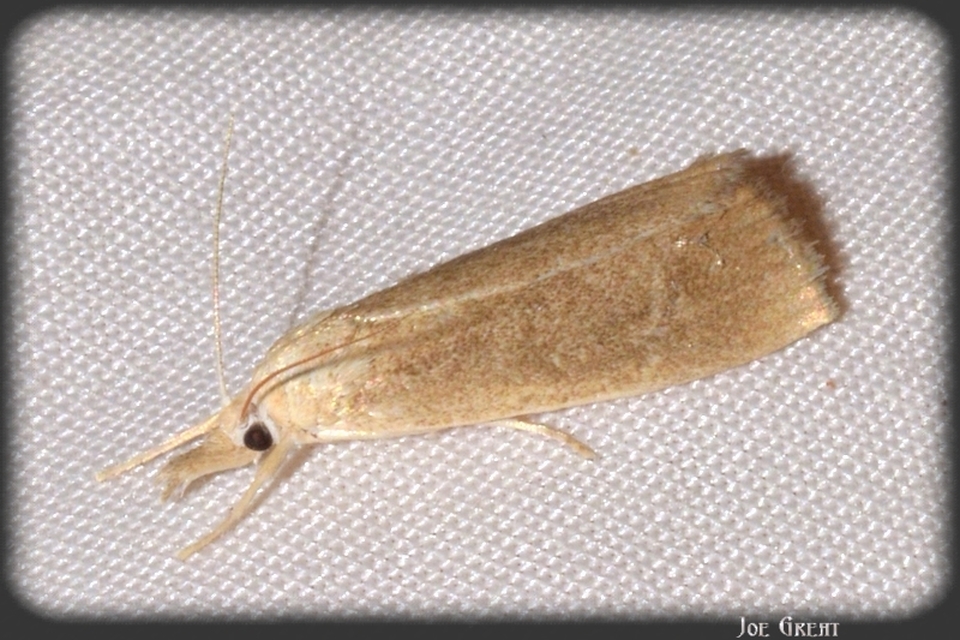 Calamotropha paludella - barna nádlevélmoly