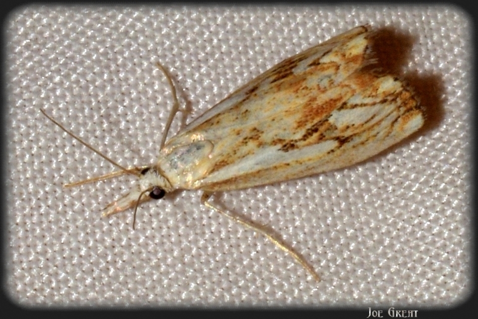 Catoptria falsella - hálós fűgyökérmoly