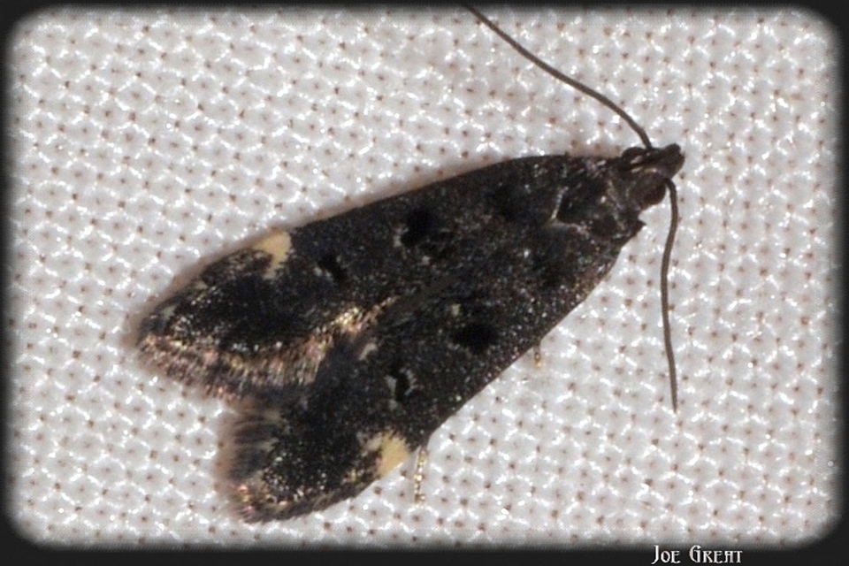 Gelechiidae - sarlósajkú-molylepkefélék
