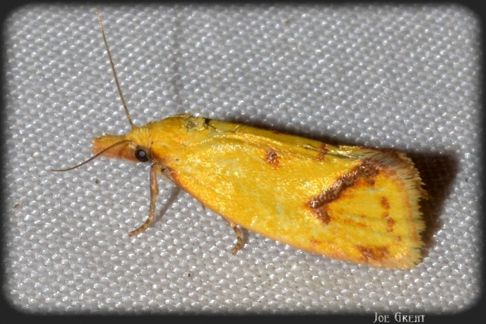 Agapeta hamana - közönséges sárgamoly