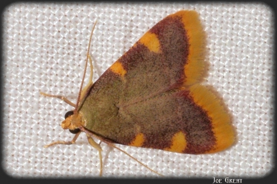 Hypsopygia costalis - szénailonca