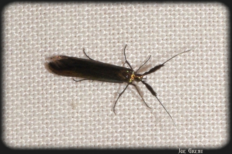 Coleophora