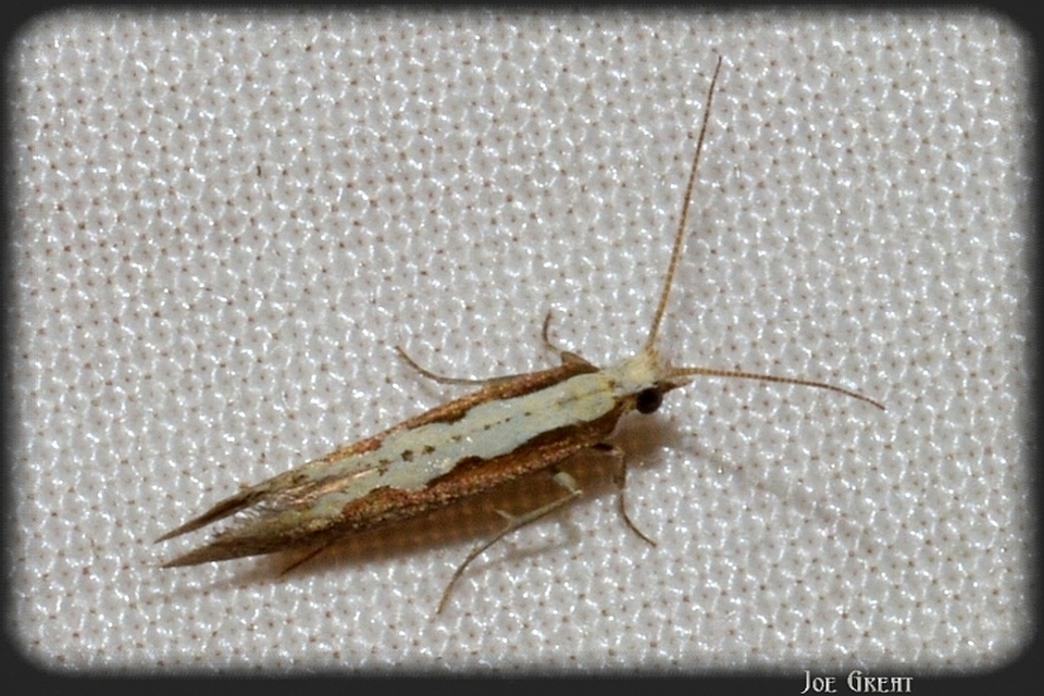 Plutella xylostella - káposztamoly