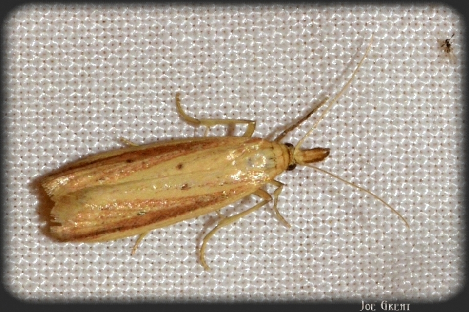 Pyralidae - fényiloncák