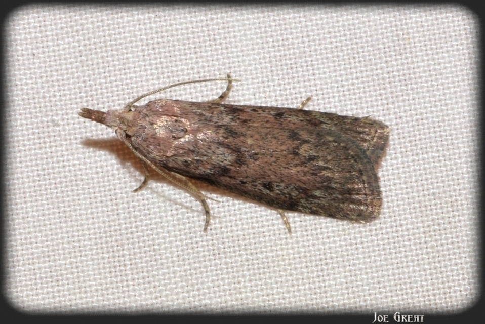 Galleriinae