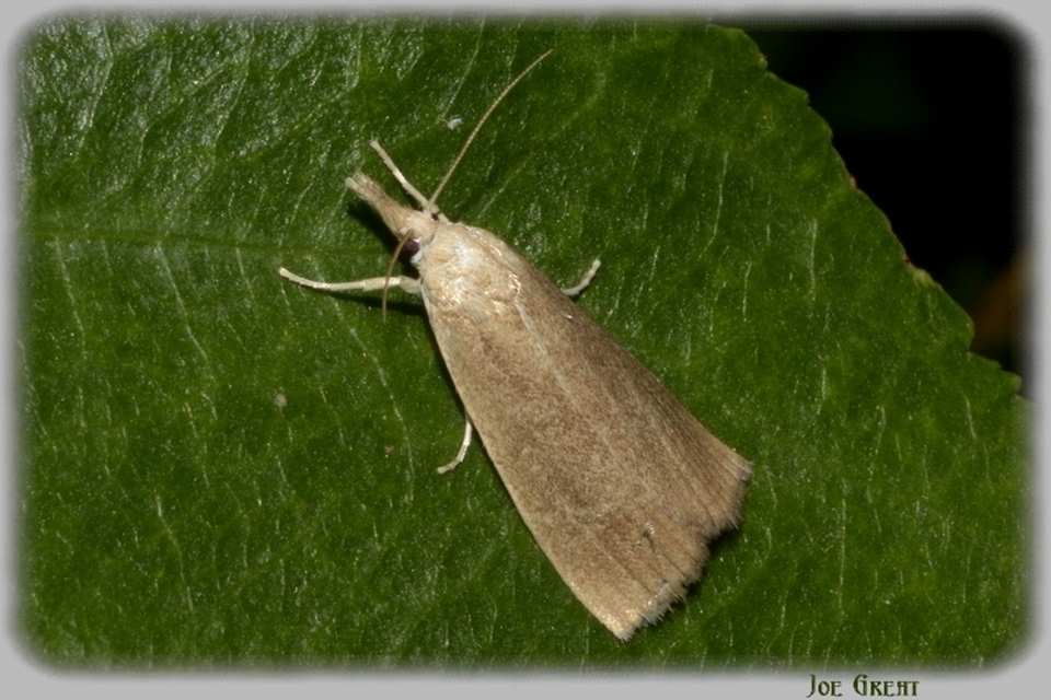 Calamotropha paludella - barna nádlevélmoly