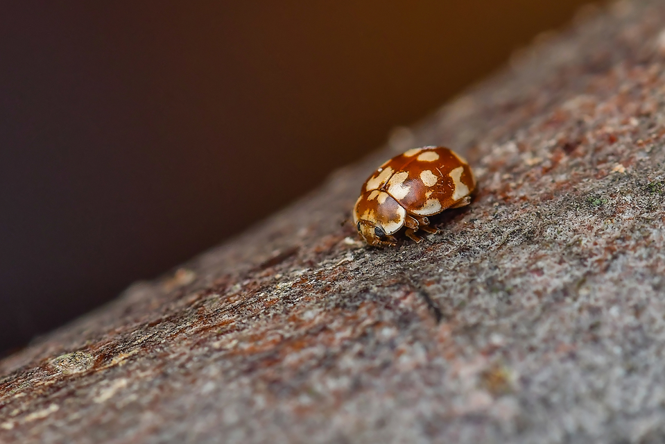 Myrrha octodecimguttata - tizennyolccseppes füsskata