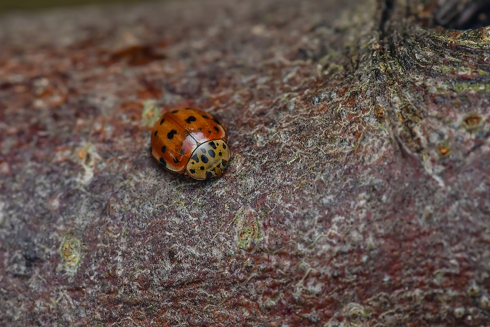 Harmonia quadripunctata - négypettyes katica