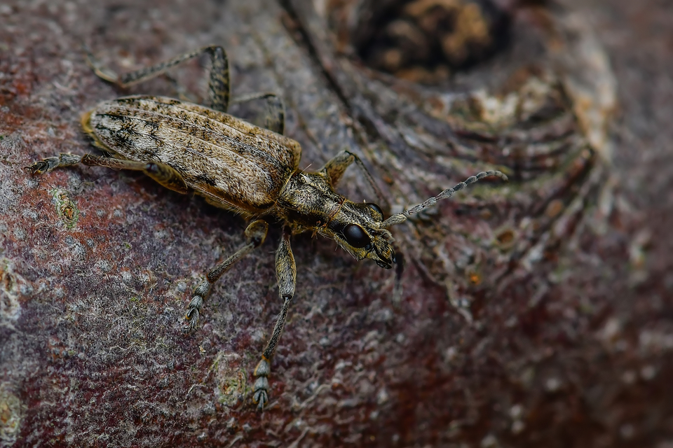 Rhagium inquisitor - fenyves-tövisescincér