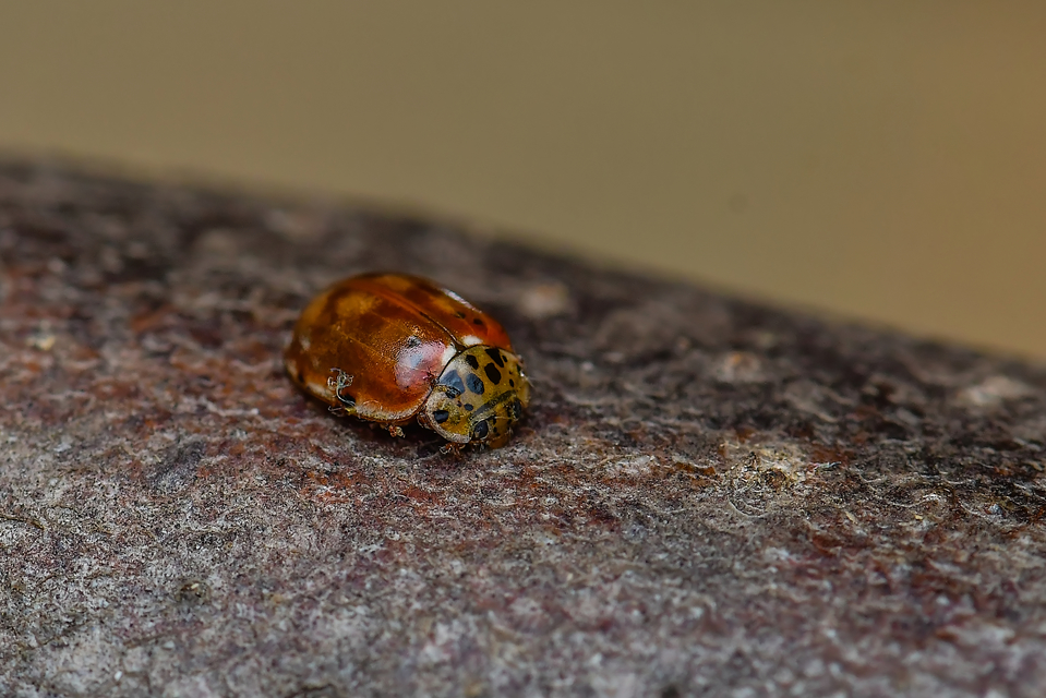 Harmonia quadripunctata - négypettyes katica