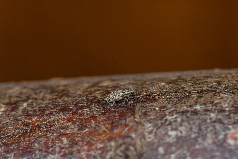 Sitona macularius - borsó-csipkézőbogár