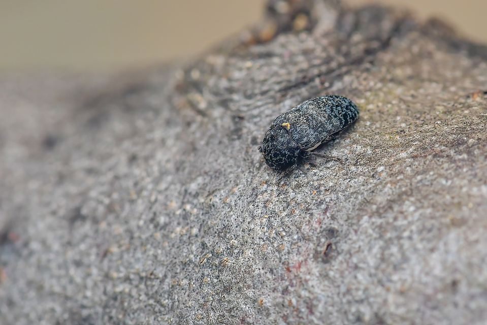 Dermestes murinus - egérszínű porva Dermestes murinus - egérszínű porva