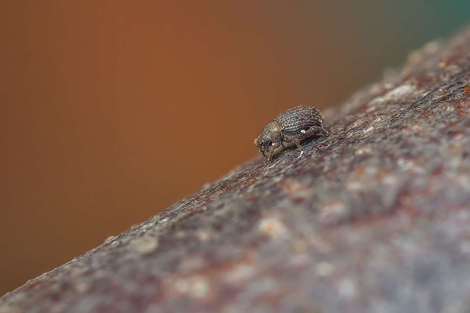 Cathormiocerus aristatus - szálkás éjiormányos