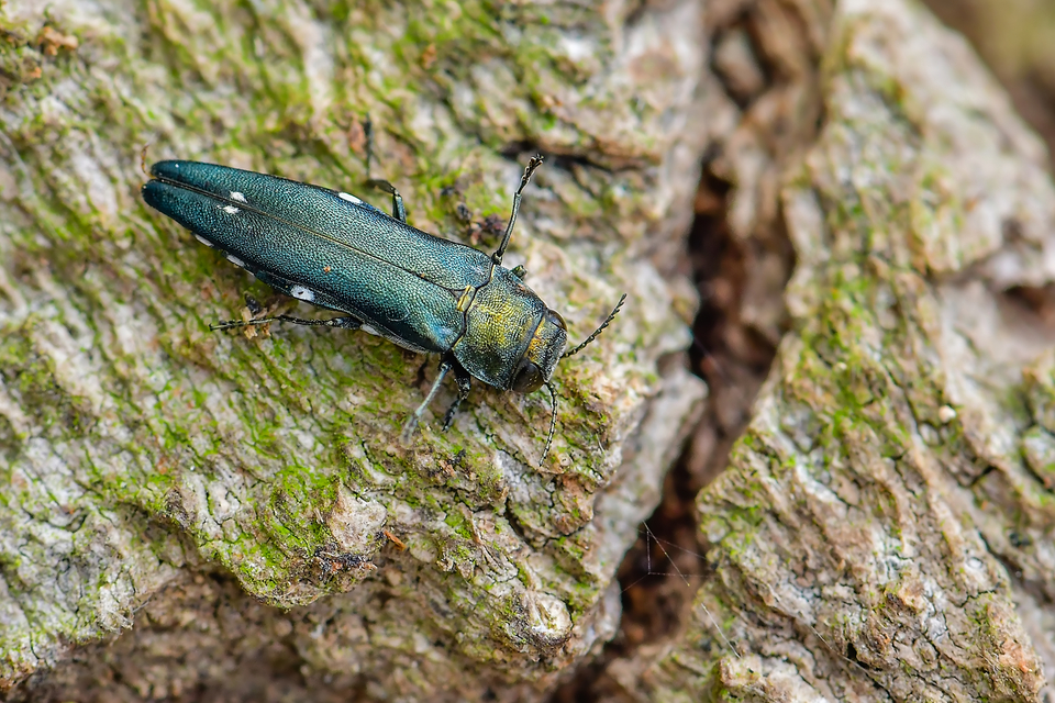 Agrilus biguttatus - kétpettyes karcsúdíszbogár