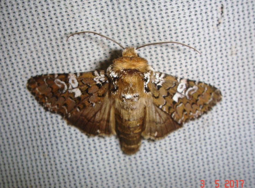 Hadena albimacula - fehérpettyes szegfűbagoly