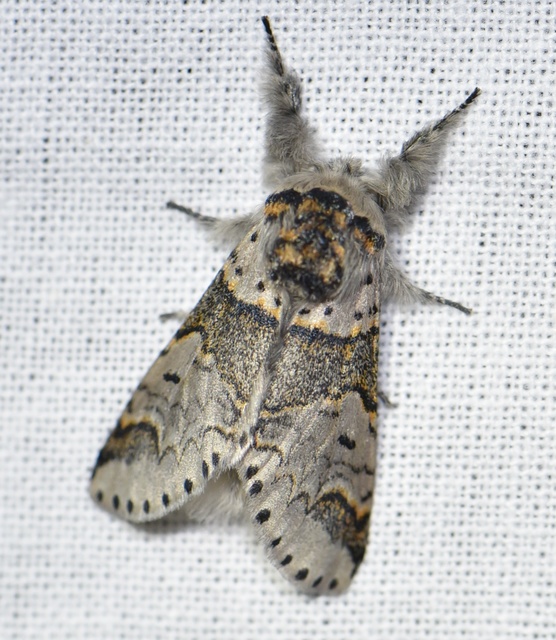 Furcula furcula - szürke púposszövő
