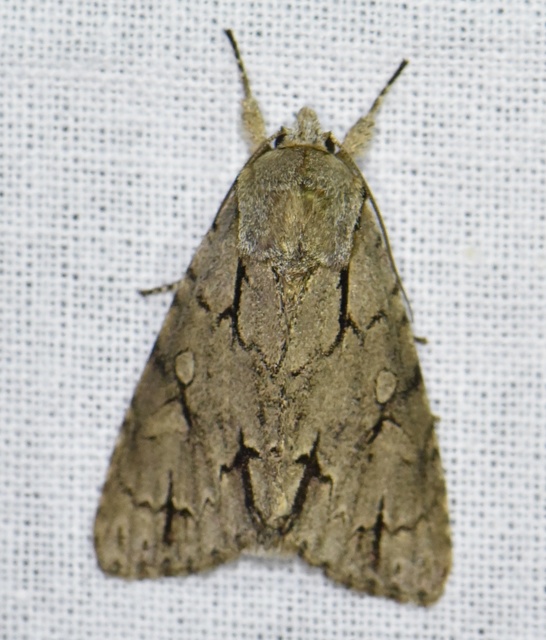 Acronicta cuspis/tridens/psi