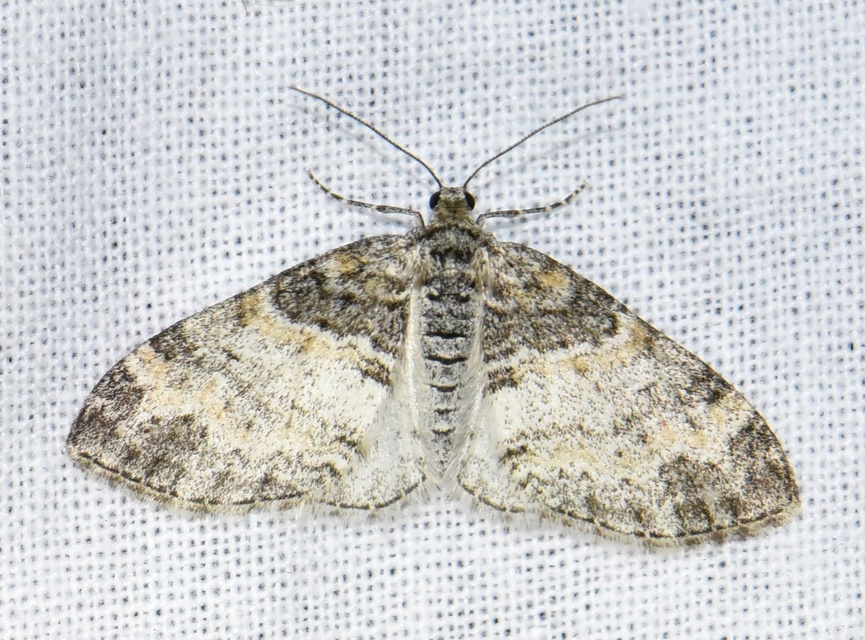 Lobophora halterata - szárnyfüggelékes araszoló