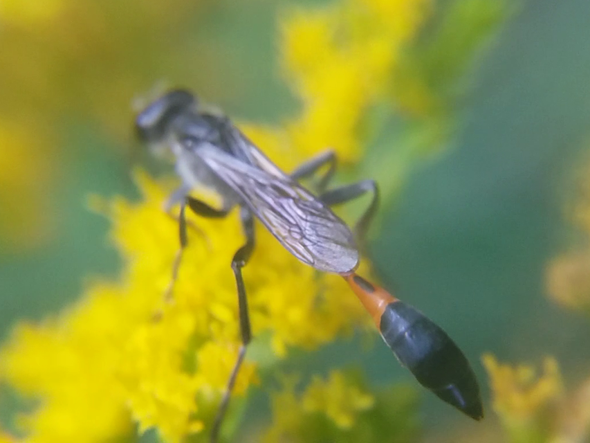 Ammophila