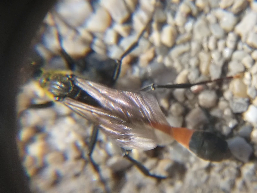 Ammophila