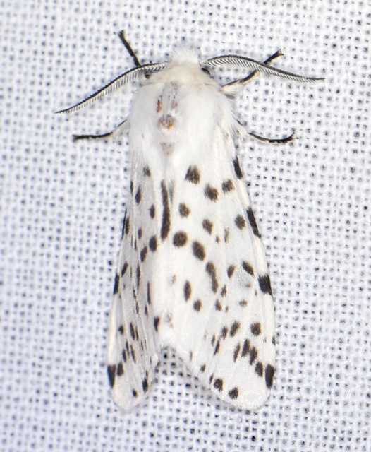 Hyphantria cunea - amerikai fehér medvelepke
