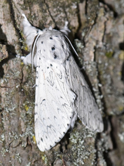 Cerura erminea - hermelin-púposszövő