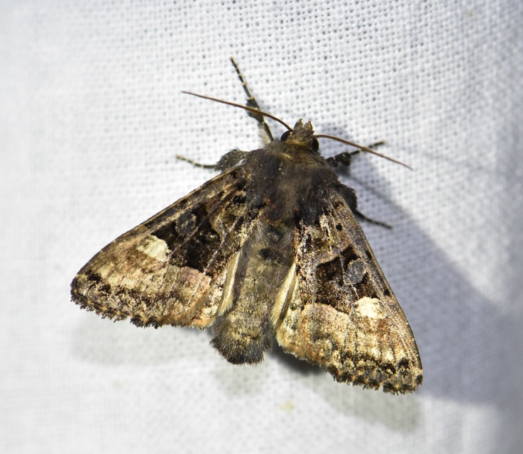 Euplexia lucipara - szeder-csipkésbagoly