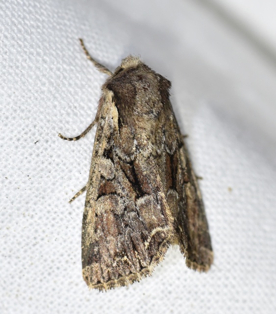 Lacanobia thalassina - borbolya-kertibagoly