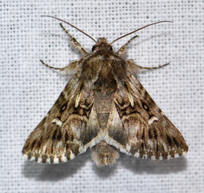 Calophasia lunula - gyújtoványfű-apróbagoly