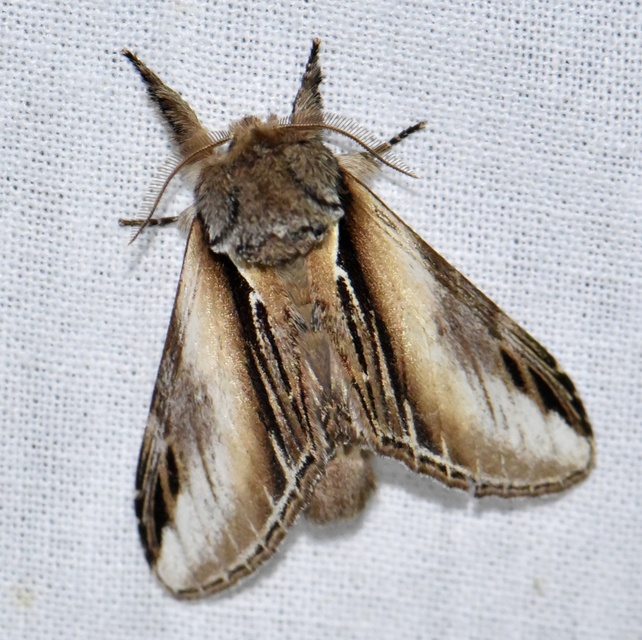 Pheosia tremula - nyárfa-púposszövő Pheosia tremula - nyárfa-púposszövő