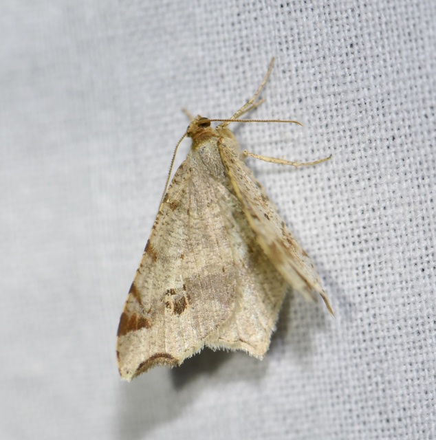 Macaria alternata - közönséges szürkearaszoló Macaria alternata - közönséges szürkearaszoló