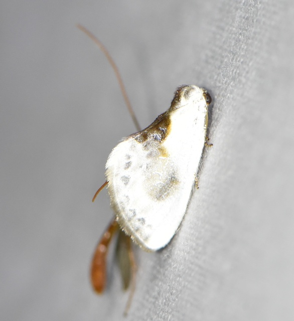 Cilix glaucata - törpe sarlósszövő Cilix glaucata - törpe sarlósszövő