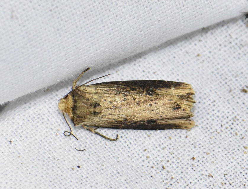 Axylia putris - vonalkás földibagoly Axylia putris - vonalkás földibagoly