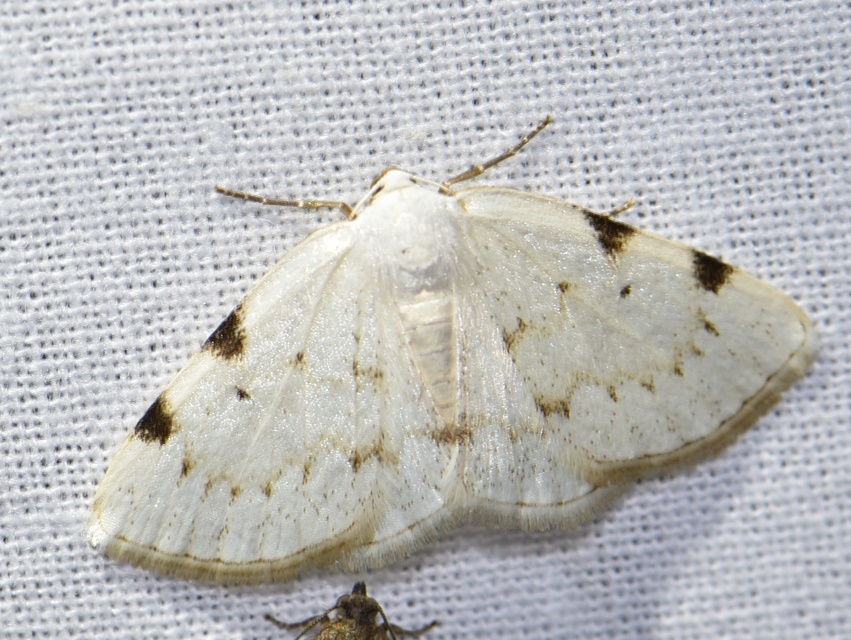 Lomographa bimaculata - kétpontos fehéraraszoló Lomographa bimaculata - kétpontos fehéraraszoló