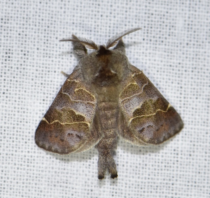 Clostera pigra - apró levélszövő