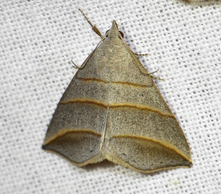 Colobochyla salicalis - háromsávos törpebagoly