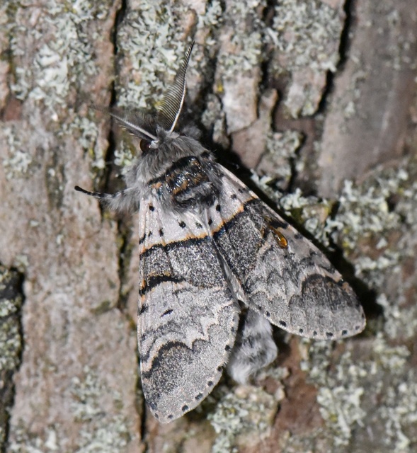 Furcula bifida - kis púposszövő Furcula bifida - kis púposszövő