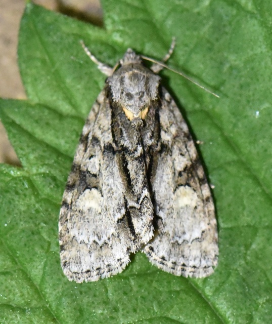 Acronicta strigosa - kis szigonyosbagoly