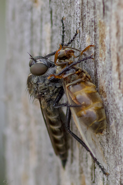 Tolmerus atripes