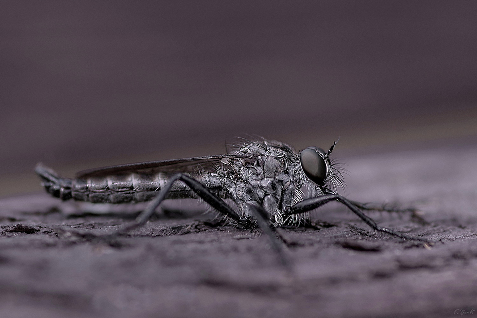 Tolmerus atripes