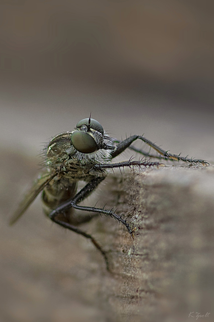 Tolmerus atripes