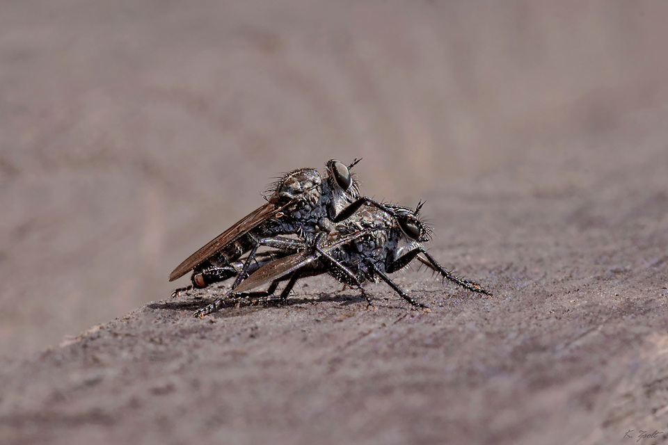 Tolmerus atripes