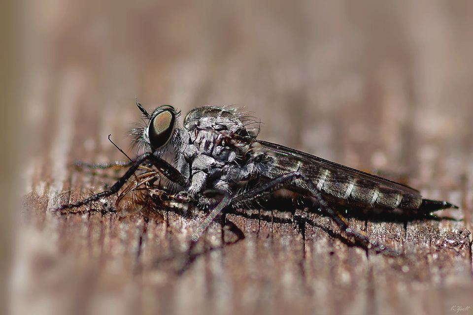 Tolmerus atripes